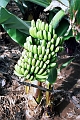 10 Bananova plantaz, Los Gigantes